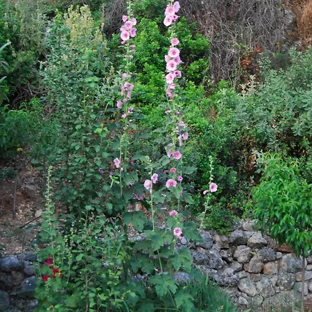 Dimitris Апартаменты *