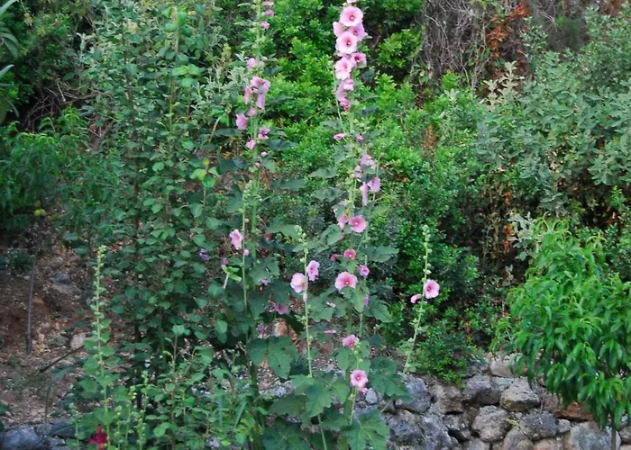 Dimitris Appartement *